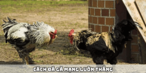 cách đá gà mạng