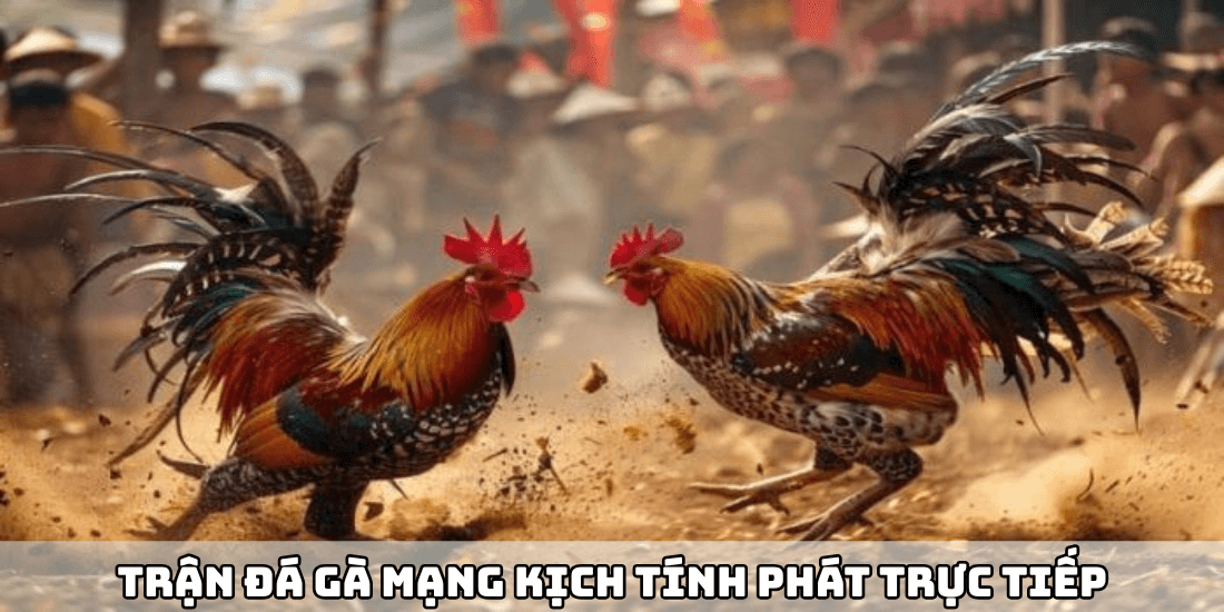 Trận đá gà mạng kịch tính phát trực tiếp trên Rikvip